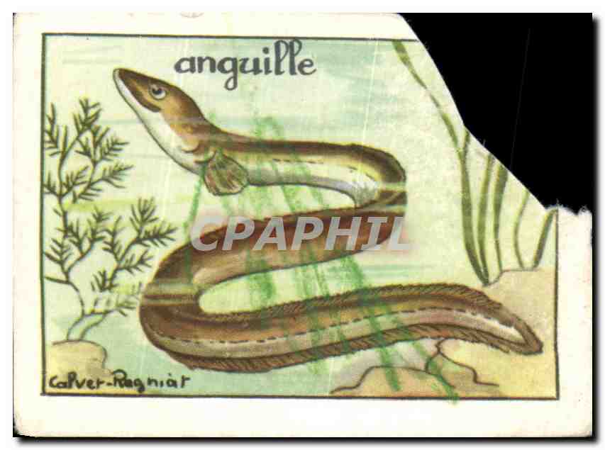 Image Anguille 