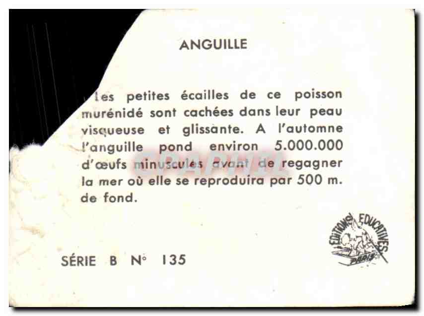 Image Anguille  — Rückseite