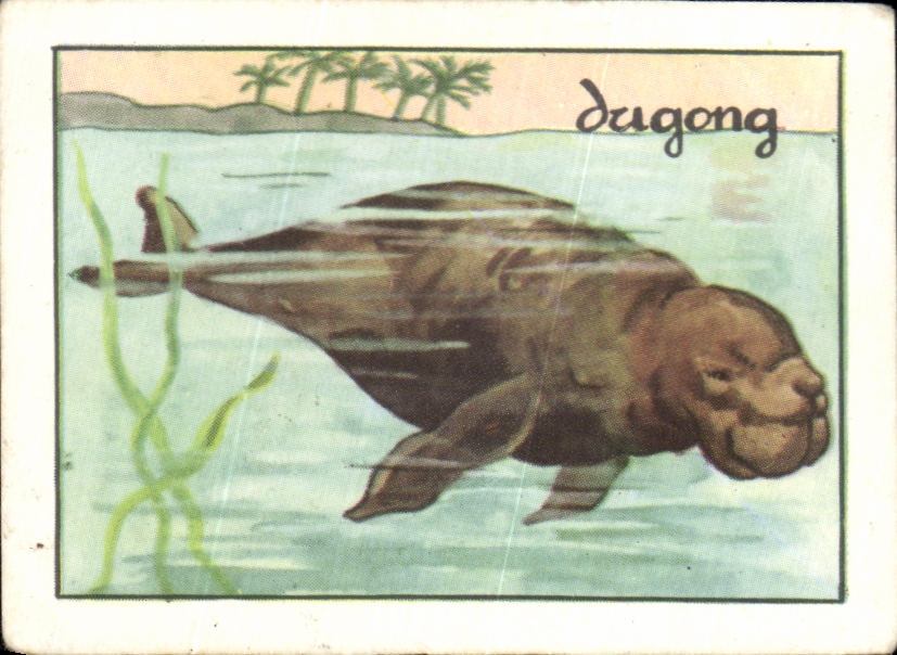 Image Dugong Gros cetace herbivore commun dans I'Ocean Indien
