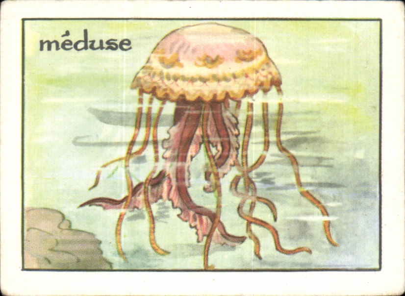 Image Meduse 