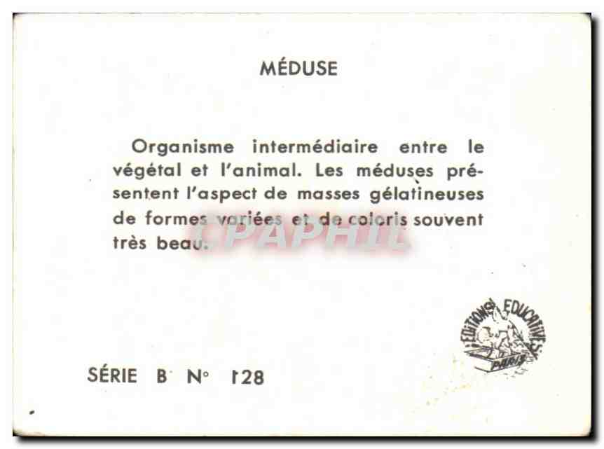 Image Meduse  — Verso