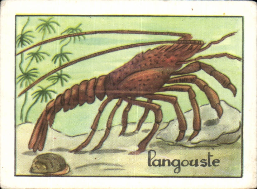 Image Langouste 