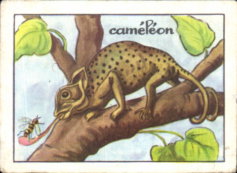 Image Cameleon