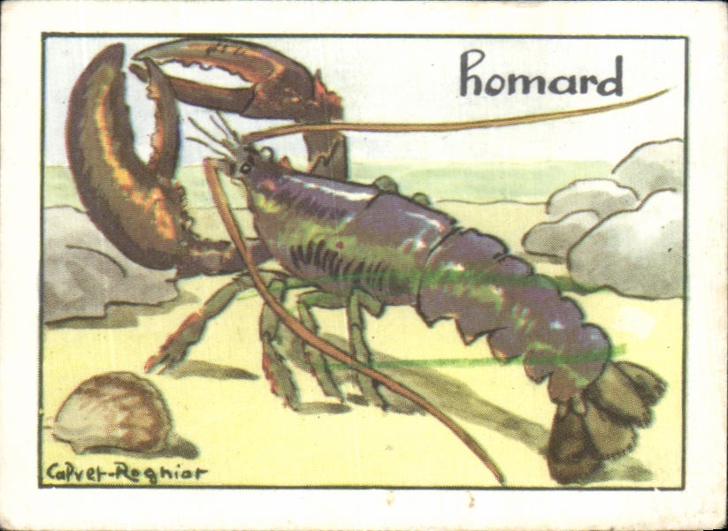 Image Homard