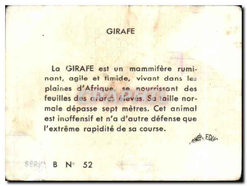 Image girafe Giraf — Rückseite