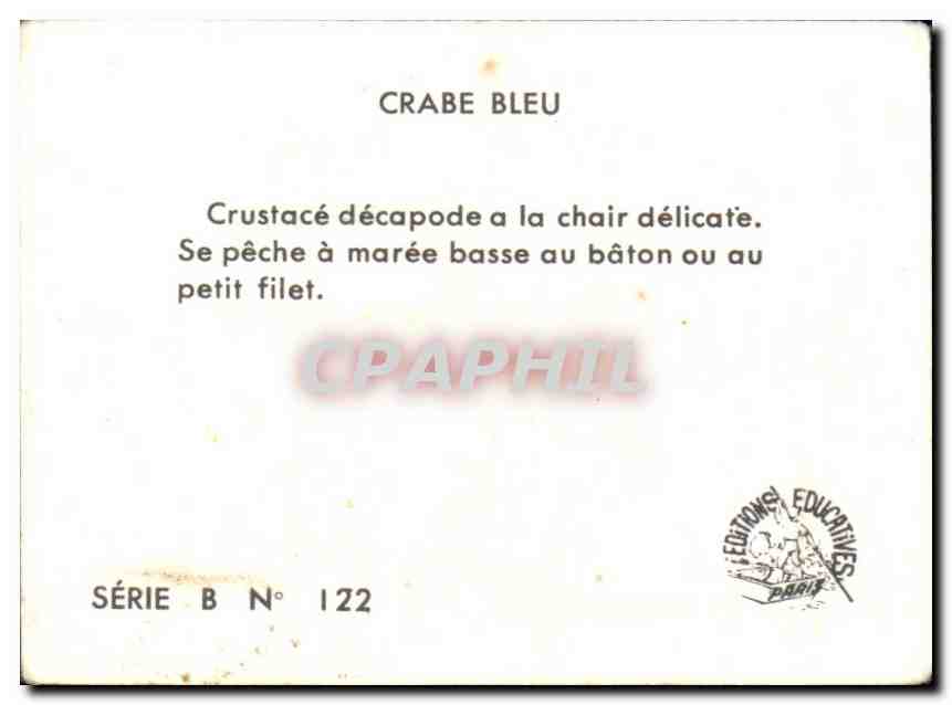 Image crabe bleu — Verso