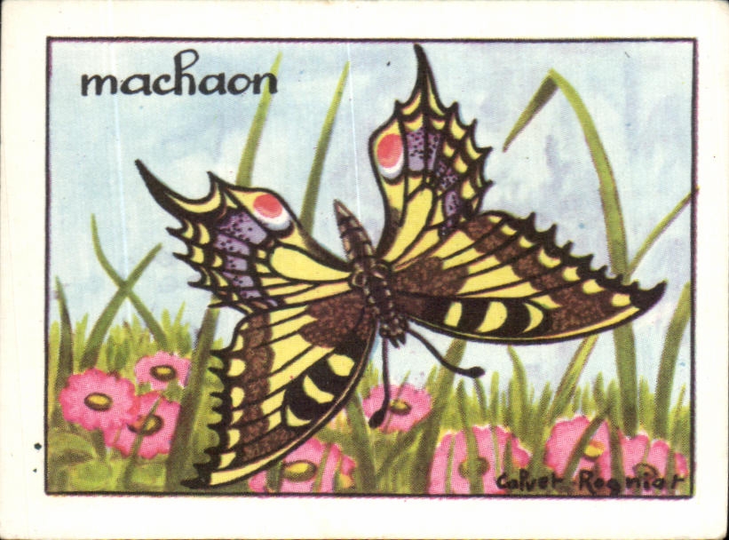 Image machaon Papillon 