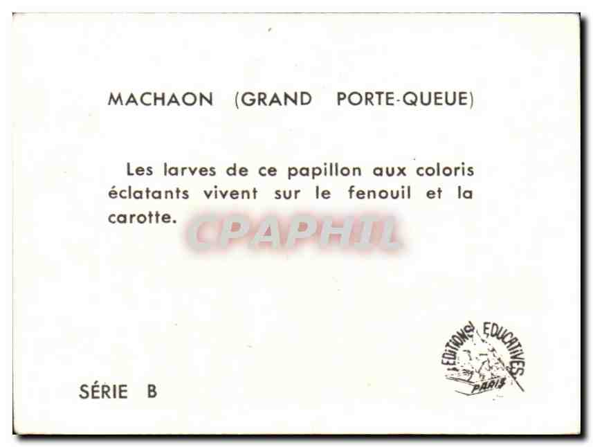 Image machaon Papillon  — Verso