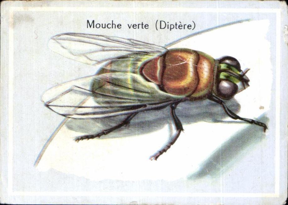 Image Mouche verte Diptere