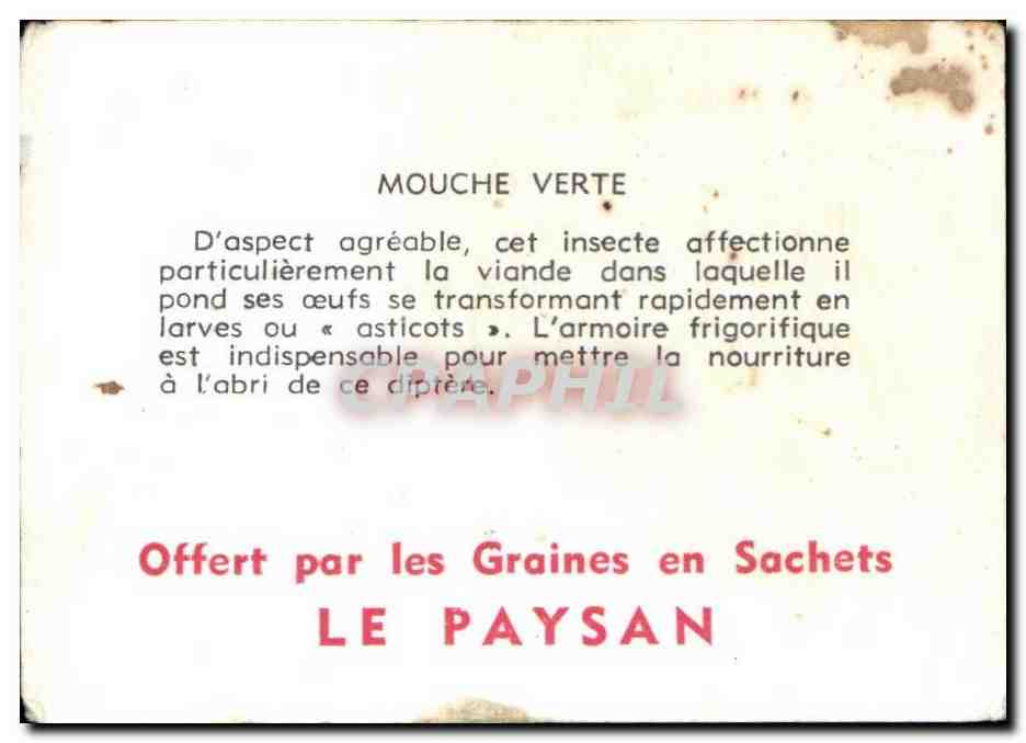 Image Mouche verte Diptere — Rückseite