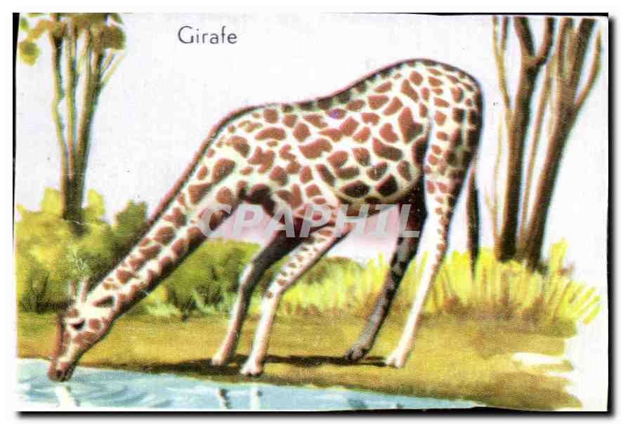 Image Girafe Giraf