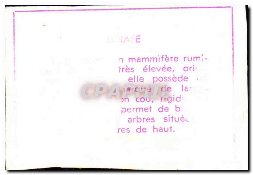 Image Girafe Giraf — Verso