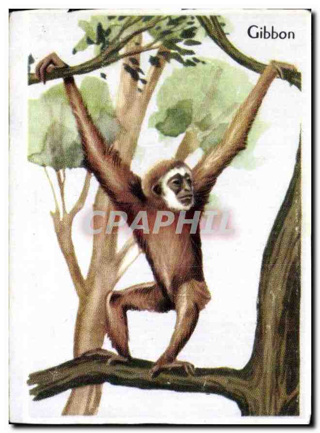 Image Gibbon Singe Monkey