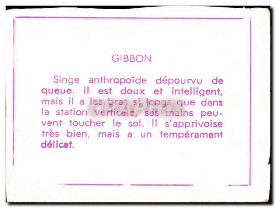 Image Gibbon Singe Monkey — Verso