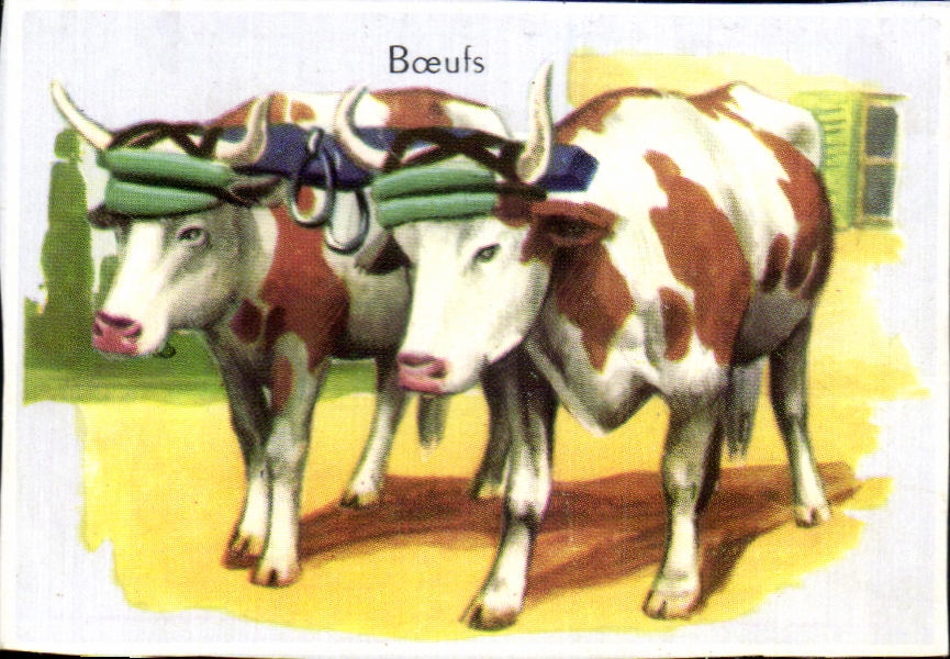 Image Boeufs Attelage