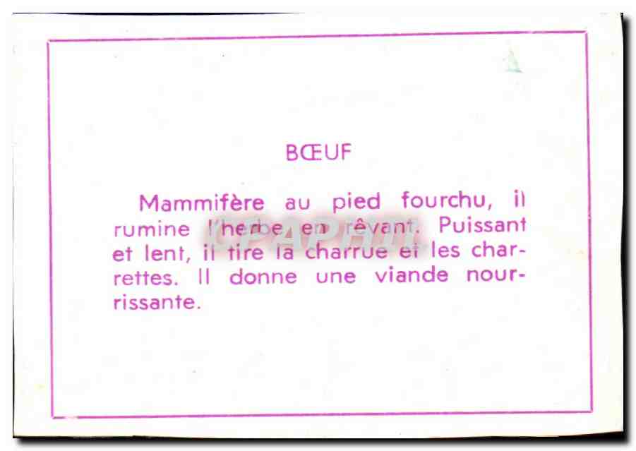 Image Boeufs Attelage — Back