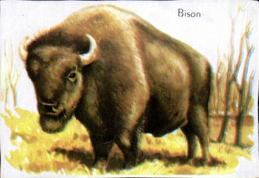 Image Bison
