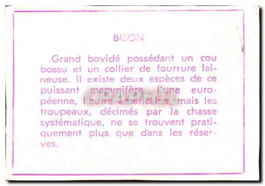 Image Bison — Verso