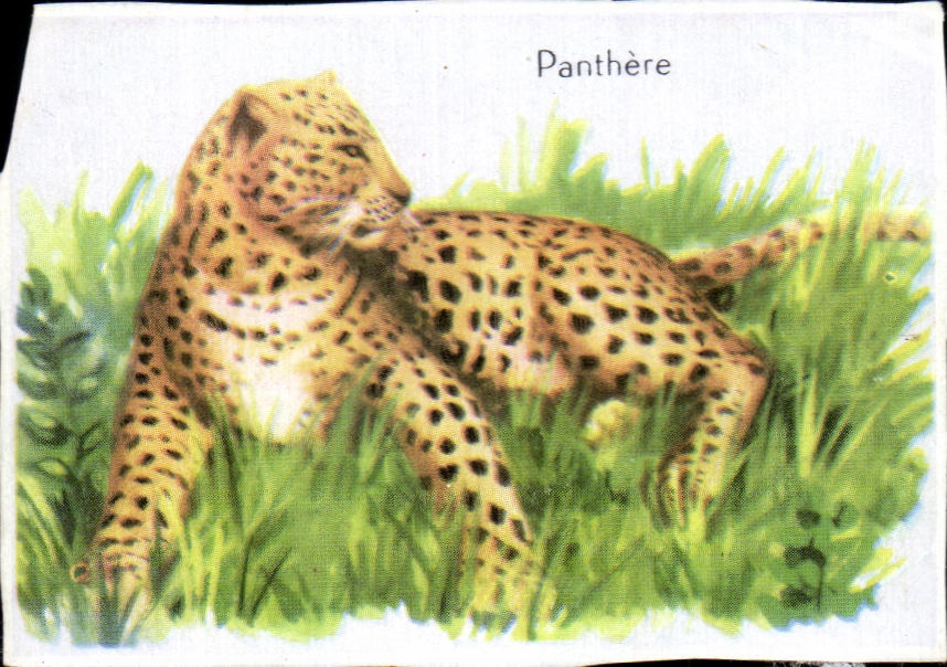 Image Panthere