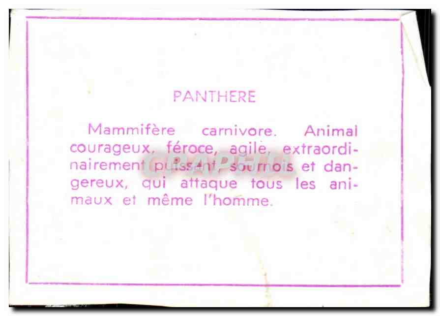 Image Panthere — Verso