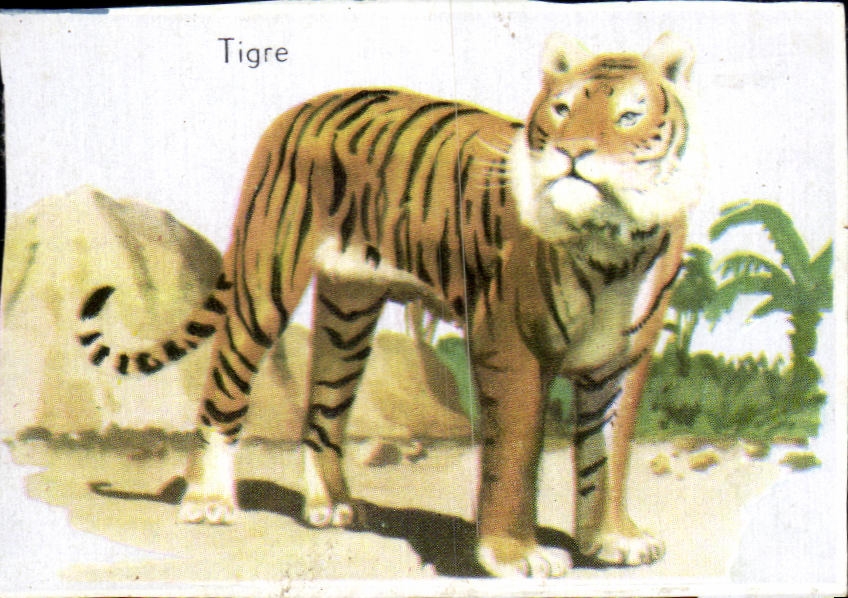 Image Tigre Tiger