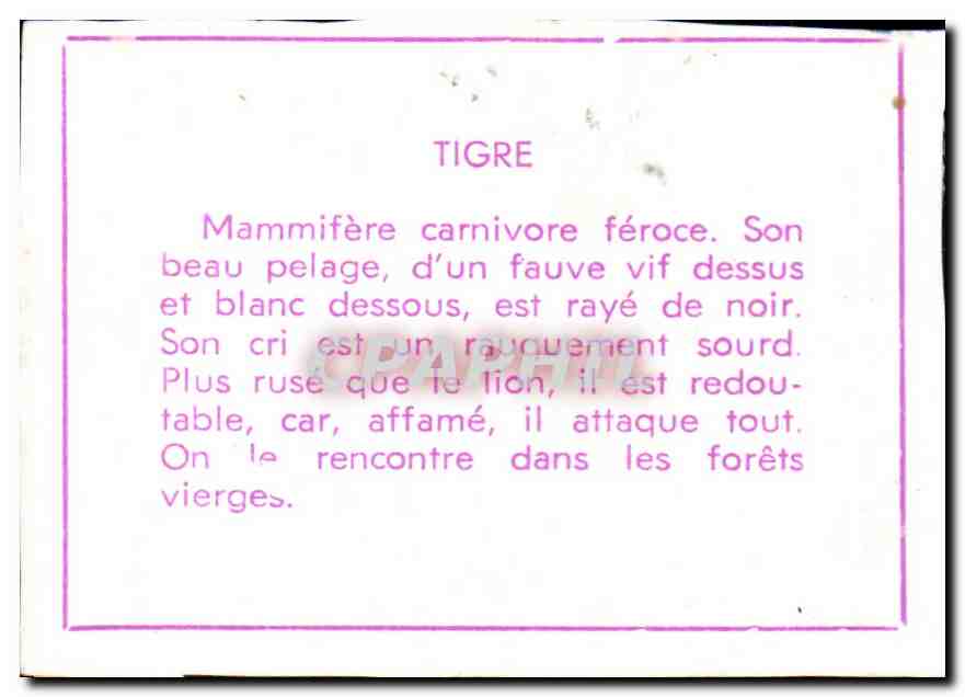 Image Tigre Tiger — Verso