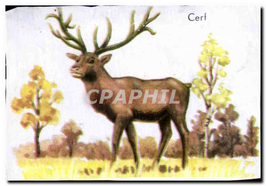 Image Cerf
