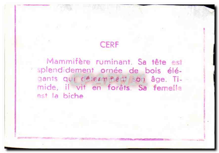 Image Cerf — Rückseite