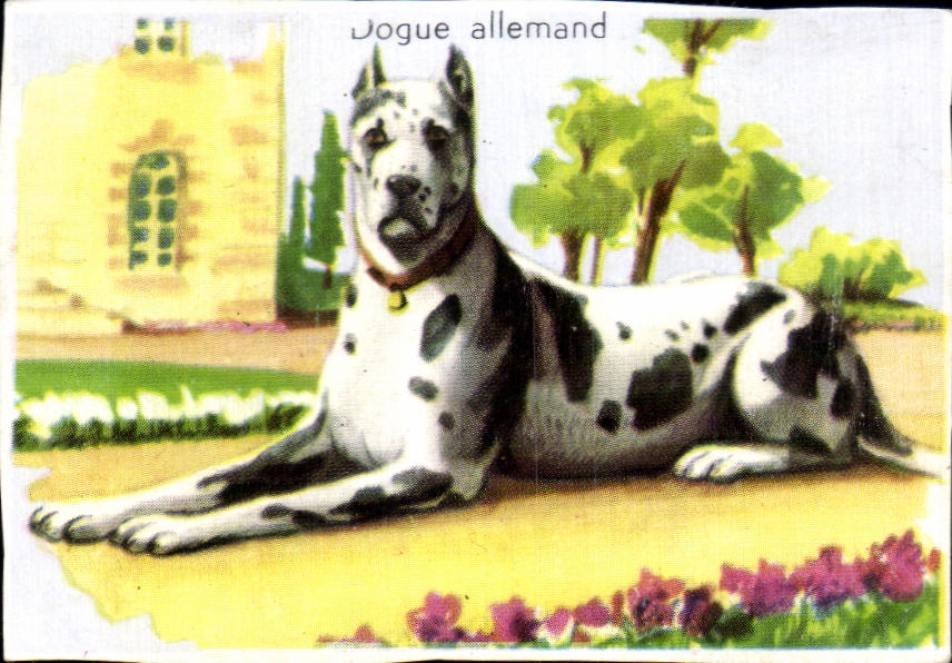Image Jogue allemand Chien 