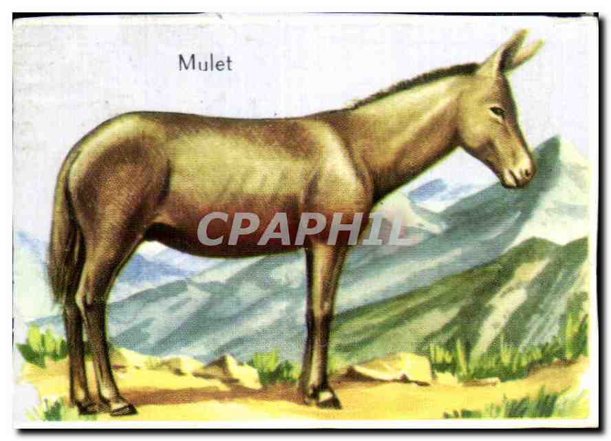 Image Mulet Ane Donkey Horse Cheval