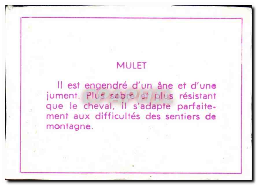 Image Mulet Ane Donkey Horse Cheval — Verso