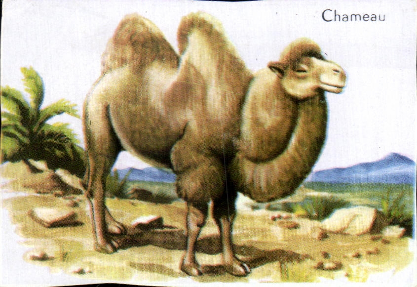 Image Chameau CAmel