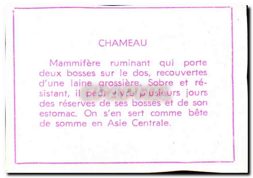 Image Chameau CAmel — Verso