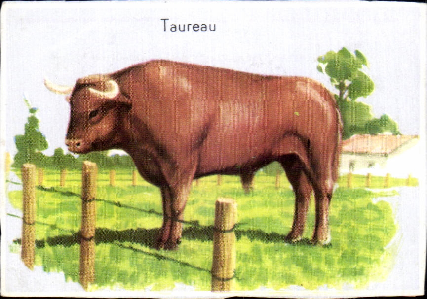 Image Taureau