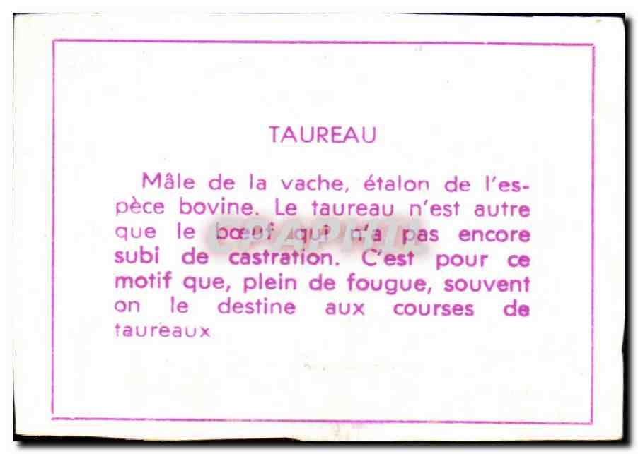 Image Taureau — Back