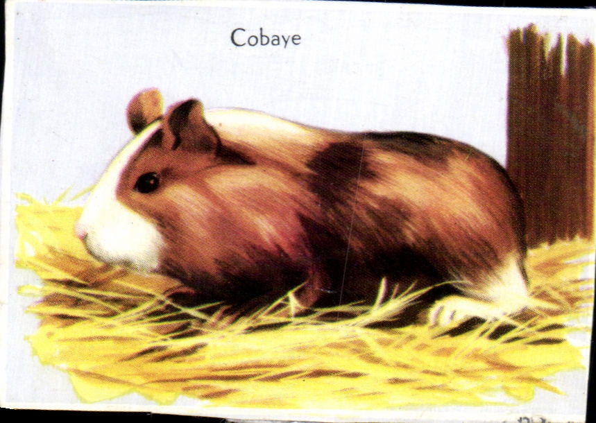 Image Cobaye