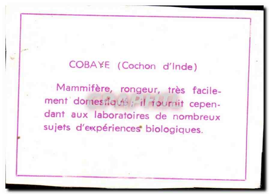 Image Cobaye — Verso