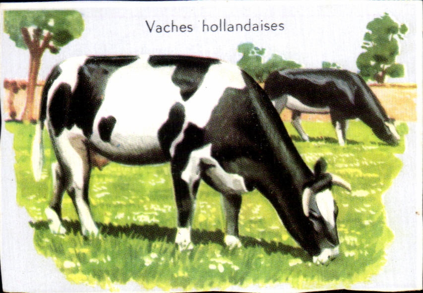 Image Vaches hollandaises