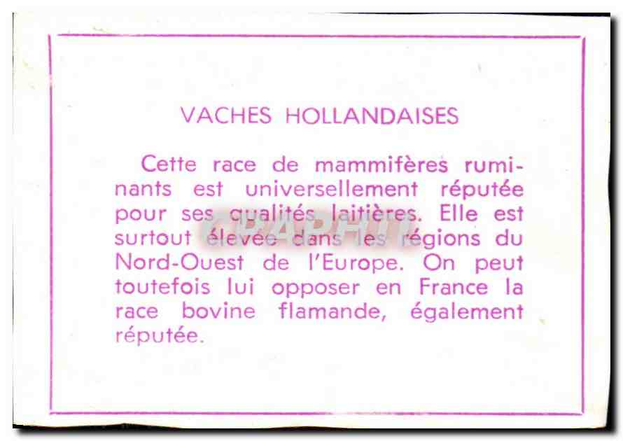 Image Vaches hollandaises — Verso