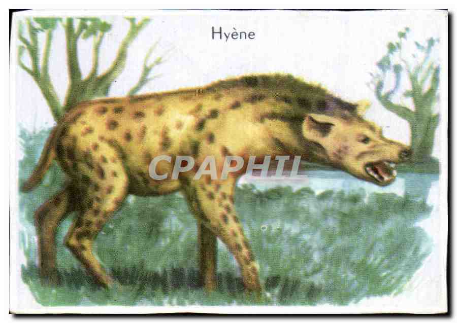 Image Hyene