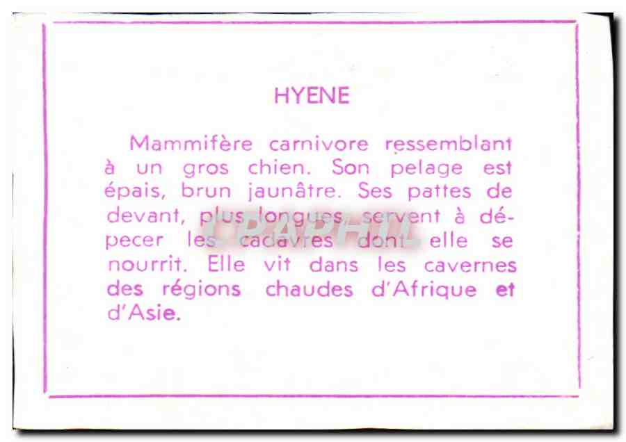 Image Hyene — Verso
