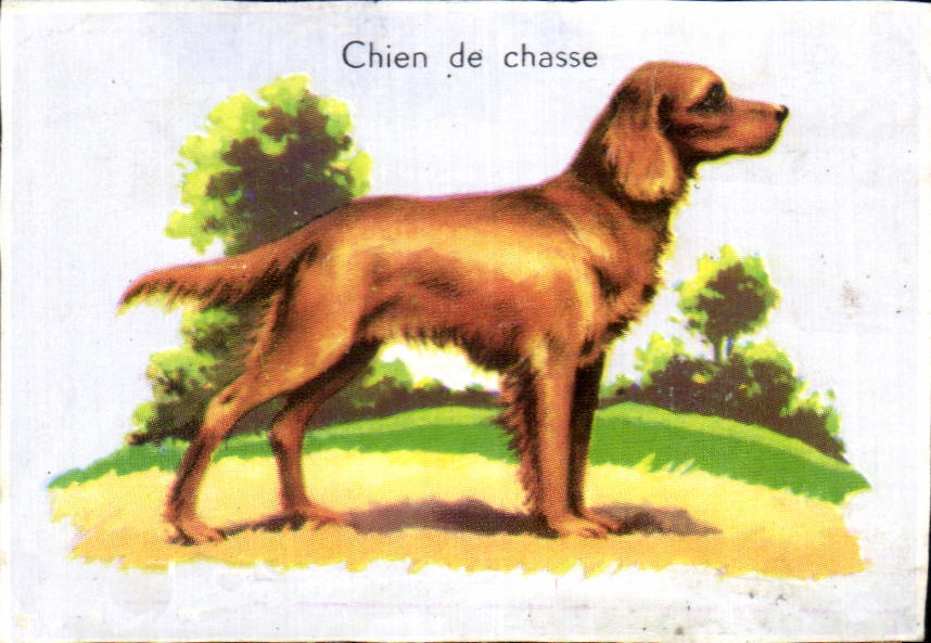 Image Chien de chasse
