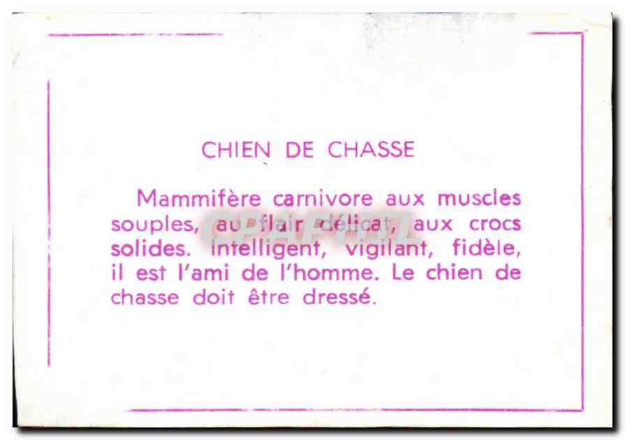 Image Chien de chasse — Verso