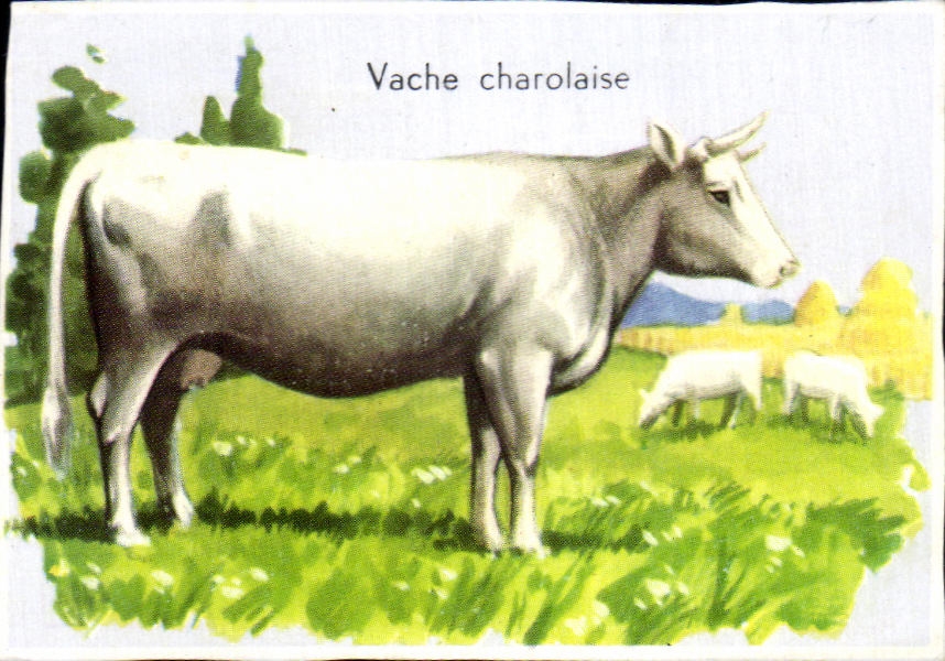 Image Vache charolaise