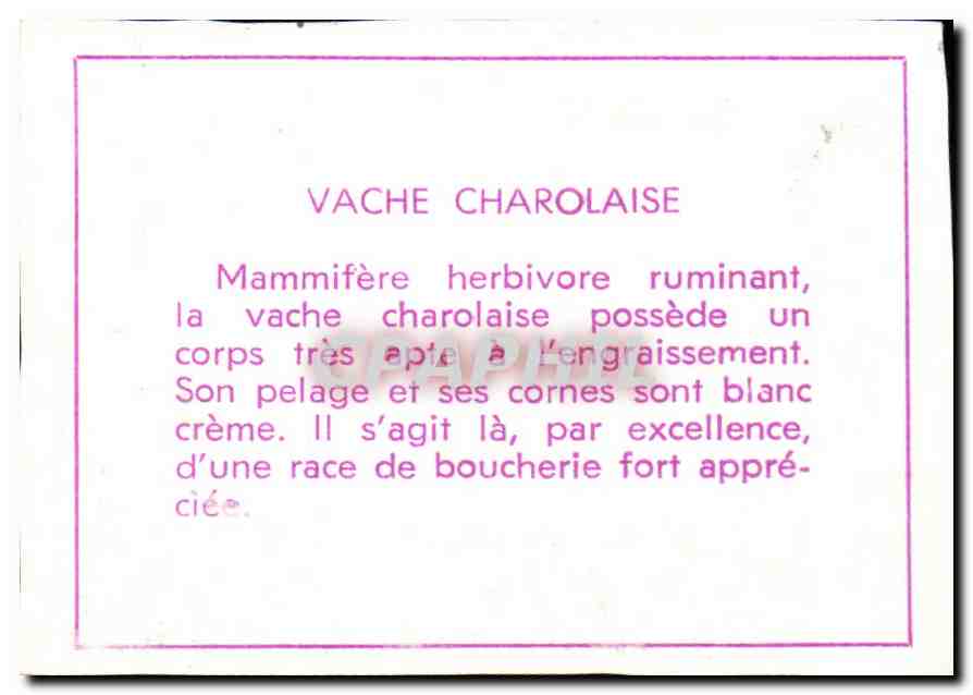 Image Vache charolaise — Verso