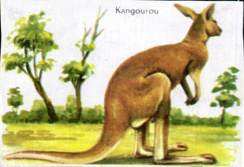 Image Kangourou