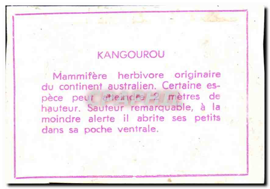 Image Kangourou — Verso