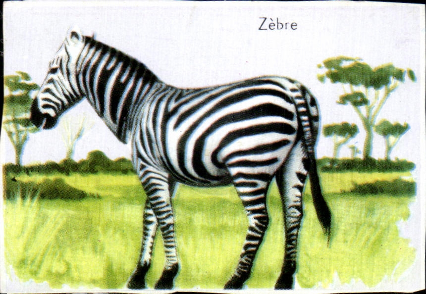 Image Zebre Zebra