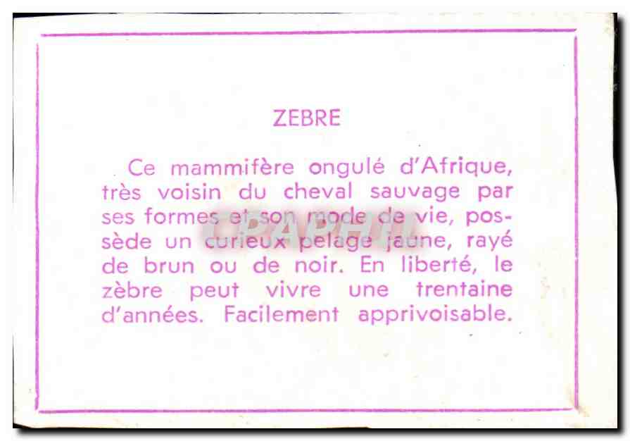 Image Zebre Zebra — Verso