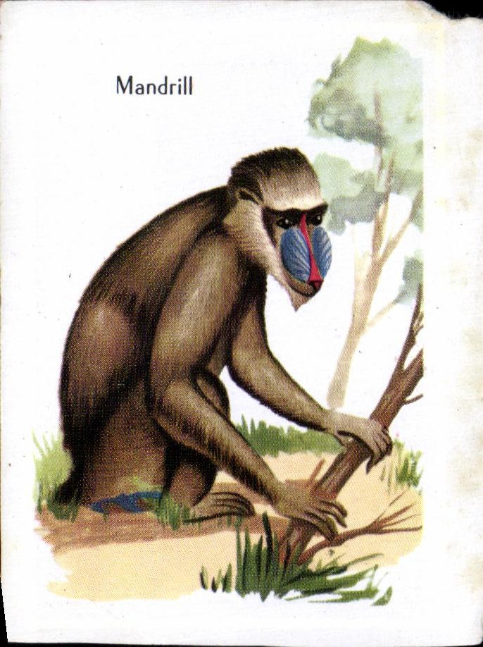 Image Mandrill Singe Monkey